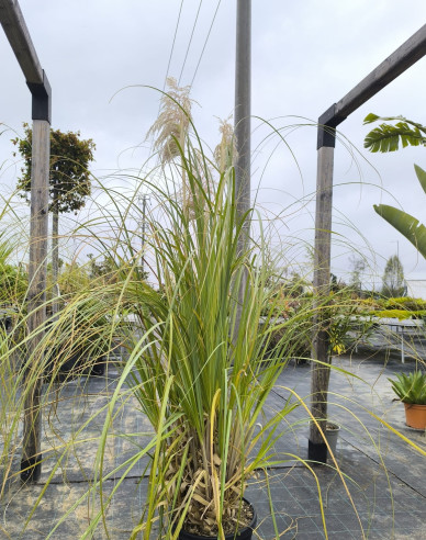 Pampová tráva - Kortadérie ´Bíla´