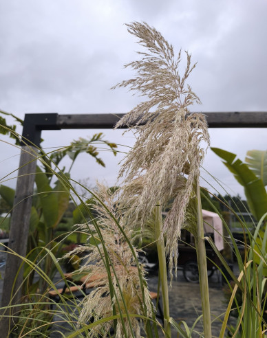 Pampová tráva - Kortadérie ´Bíla´