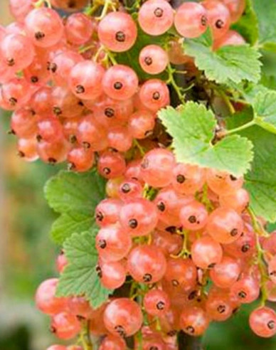 Růžový rybíz ´Lubawa´ Stromčeková, 2l