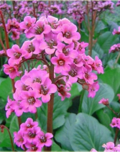 Bergénie ´Rotblum´