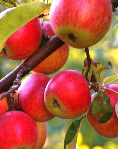 Jabloň ´Rubinola´ zimní, podn. P14, prostok.