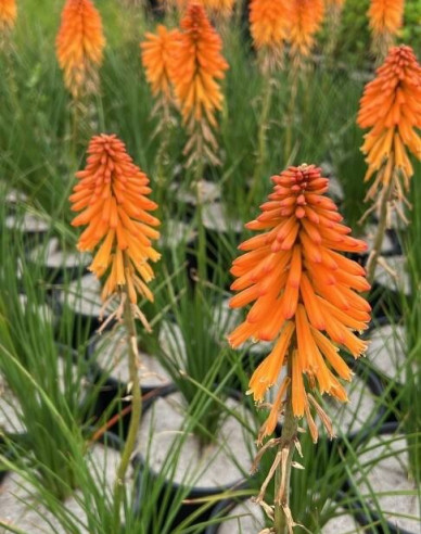 Kleopatřina jehla Poco Orange