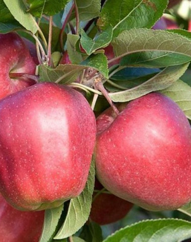 Jabloň ´Gloster´ zimní, podn. A2, prostok.