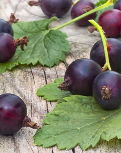 Josta STROMČEKOVÁ, prostok.