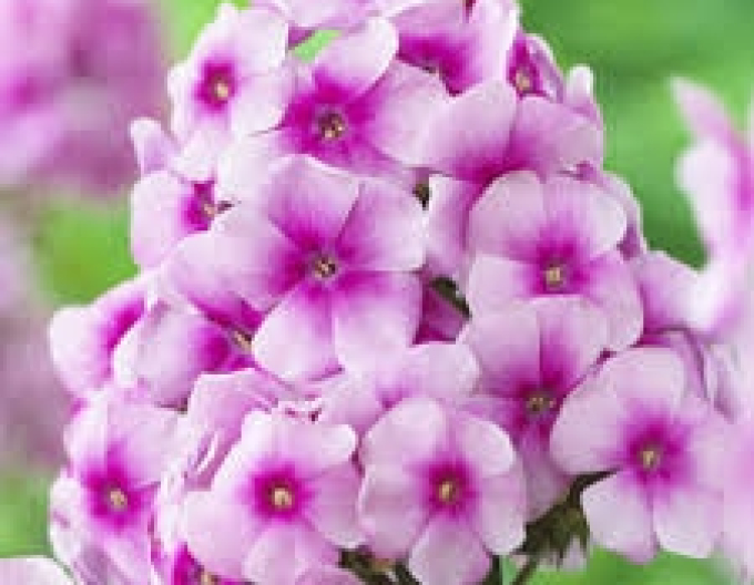 Flox Sweet Summer Festival
