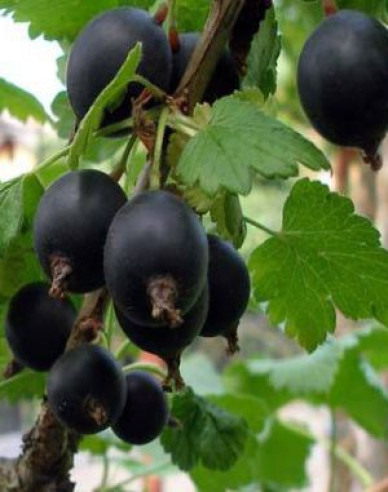 Josta STROMČEKOVÁ, prostok.