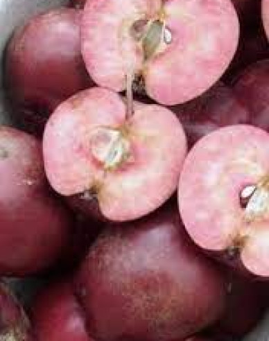 Sloupovitá jabloň Maypole podzimní, podn. M7, kont. 2l