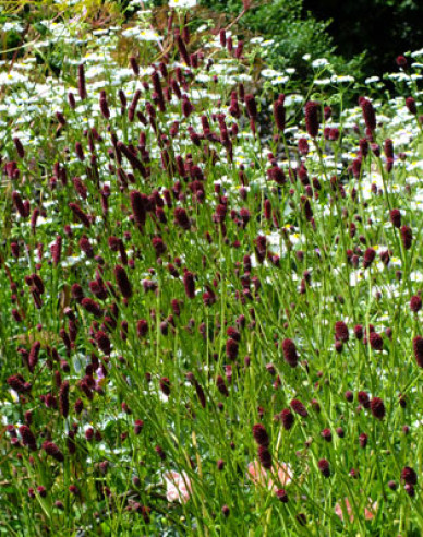 Krvavec toten Red Thunder