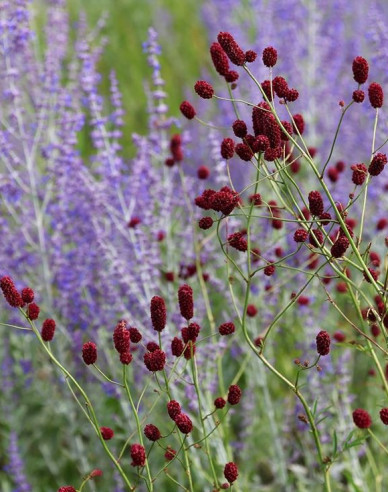 Krvavec toten Red Thunder