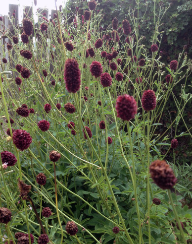 Krvavec toten Red Thunder