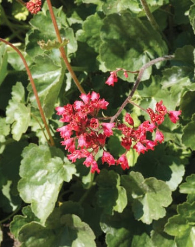 Dlužicha ´Ruby Bells´´