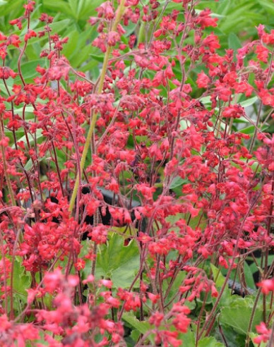 Dlužicha ´Ruby Bells´´