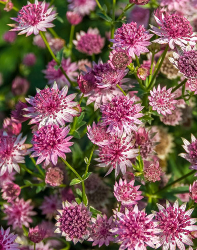 Jarmanka větší ´Rosensinfonie´