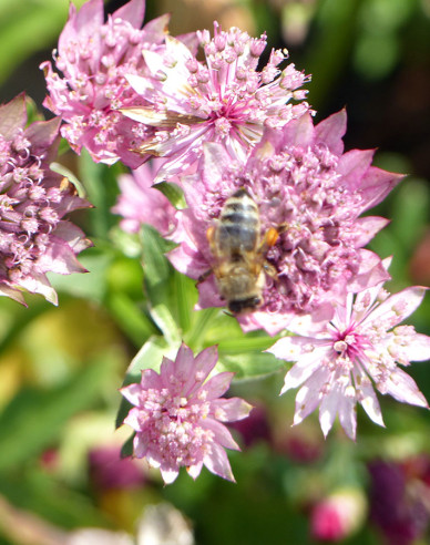Jarmanka větší ´Rosensinfonie´