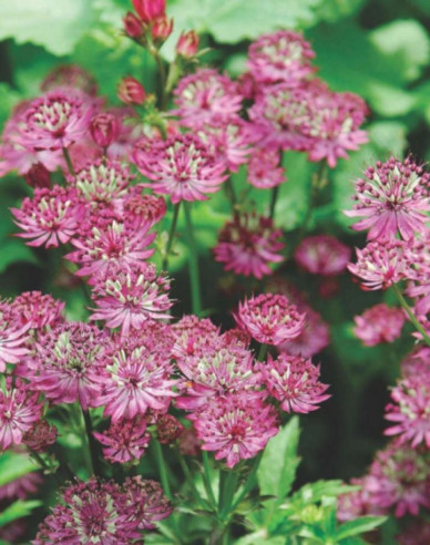 Jarmanka větší ´Rosensinfonie´