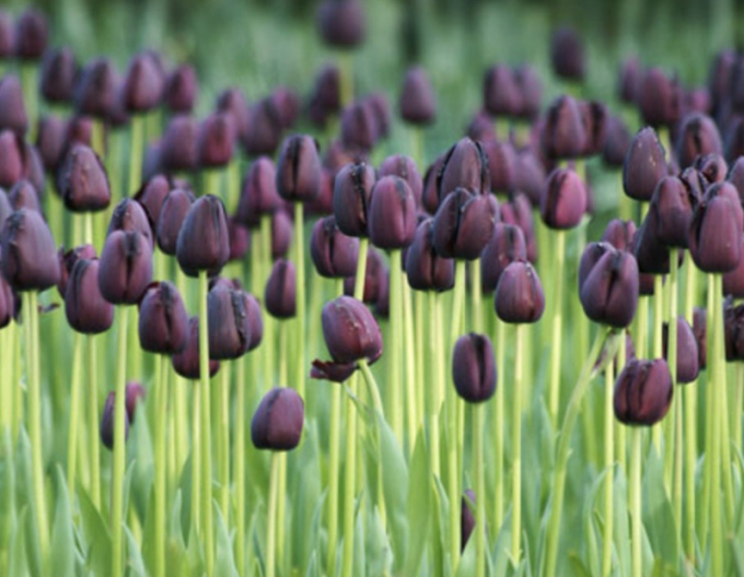 Tulipán ´Queen of Night´´