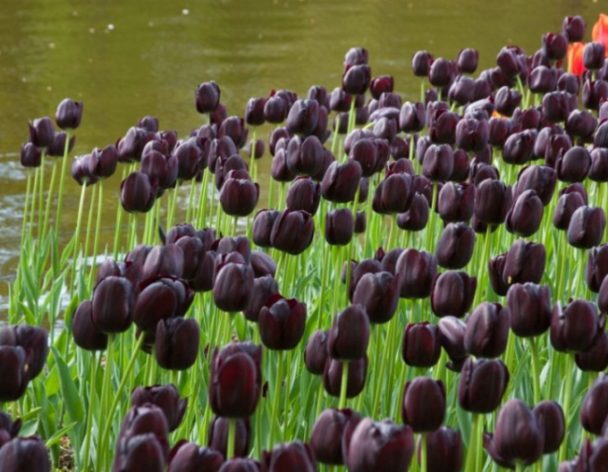 Tulipán ´Queen of Night´´
