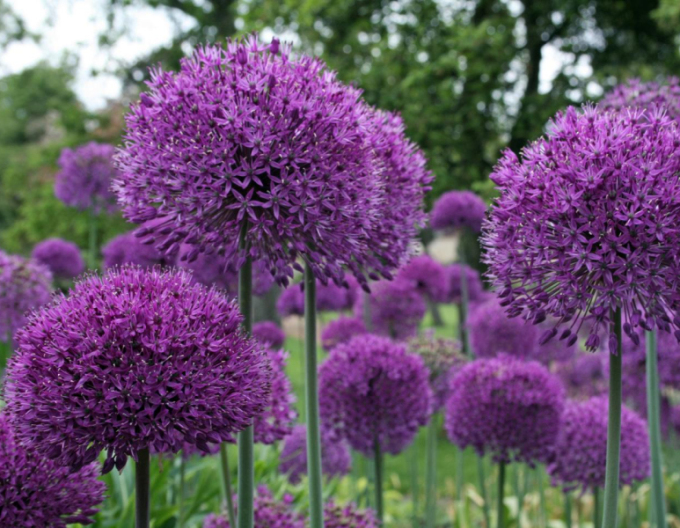 Česnek okrasný Purple Sensation 1ks