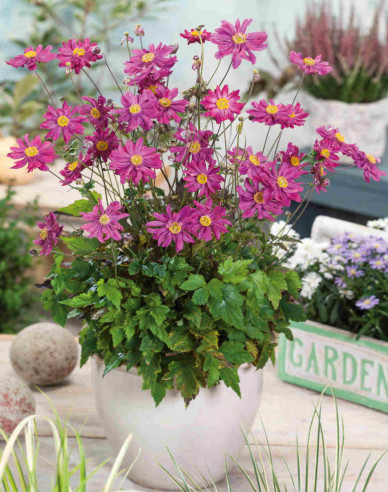 Sasanka japonská´ Prinz Heinrich´