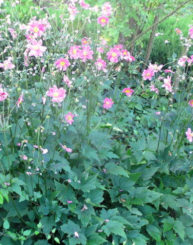 Sasanka japonská´ Prinz Heinrich´