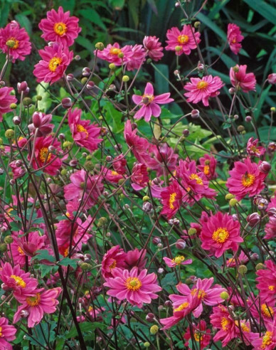 Sasanka japonská´ Prinz Heinrich´