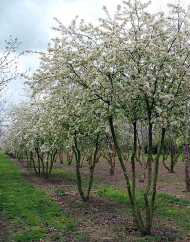 Okrasná jabloň ´Evereste´ vícekmen