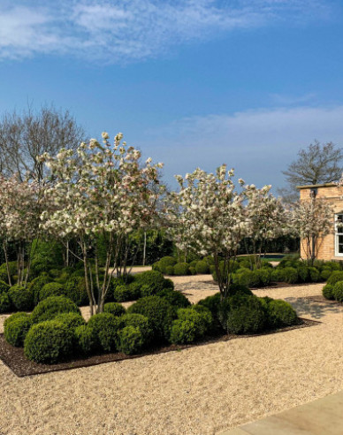 Okrasná jabloň ´Evereste´ vícekmen