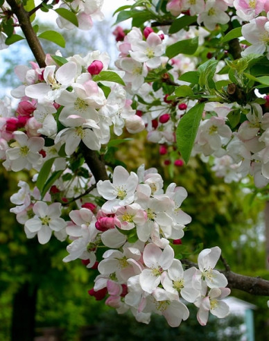 Okrasná jabloň ´Evereste´ vícekmen