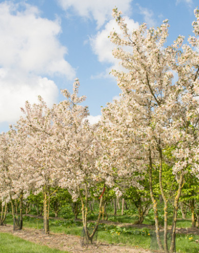 Okrasná jabloň ´Evereste´ vícekmen