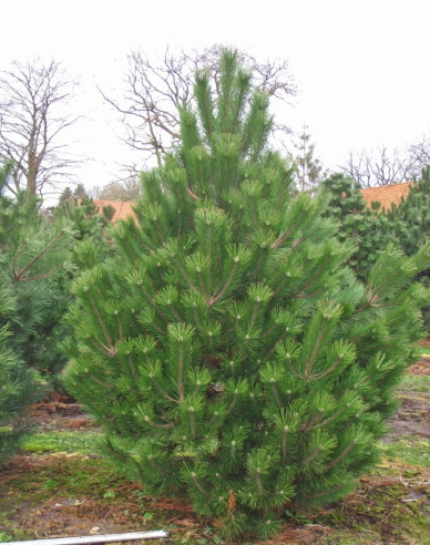 Borovice černá  Austriaca