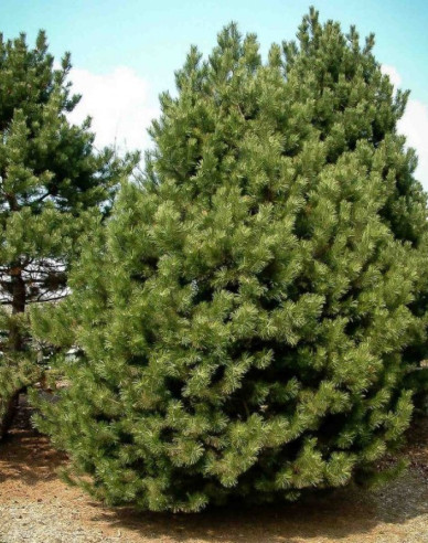 Borovice černá  Austriaca