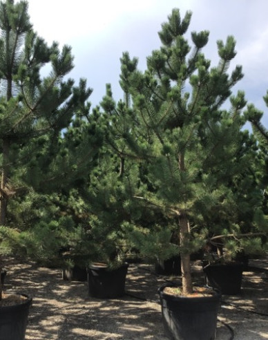 Borovice černá  Austriaca