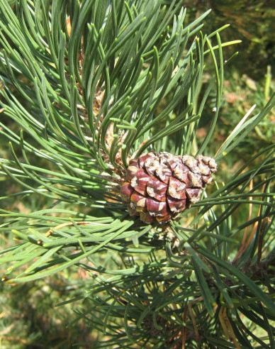 Borovice pyrenejská