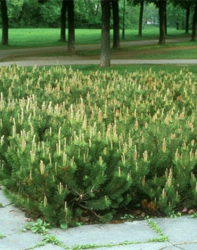 Borovice pyrenejská