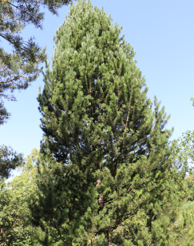 Borovice pyrenejská