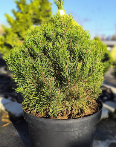 Borovice pyrenejská