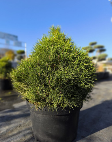 Borovice pyrenejská