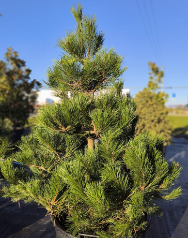 Borovice černá  Austriaca