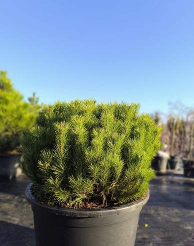 Borovice pyrenejská