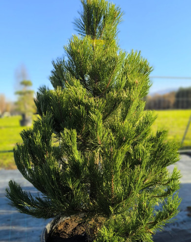 Borovice černá (Pinus nigra)