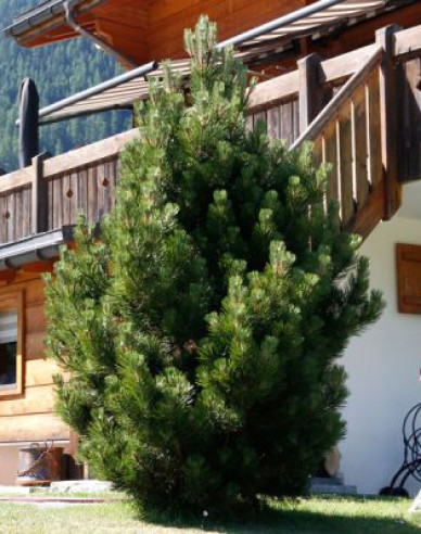 Borovice pyrenejská