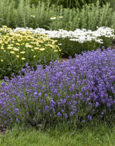 Levandule úzkolistá Munstead
