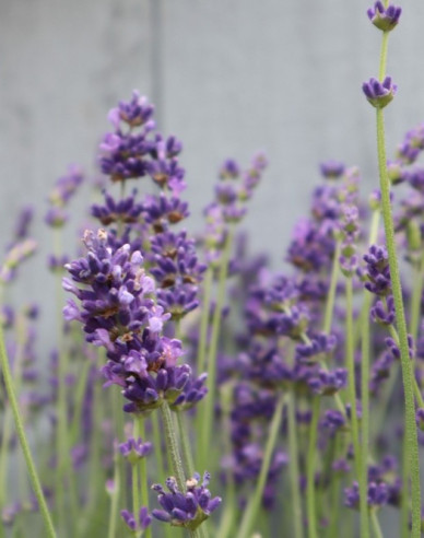 Levandule úzkolistá Munstead
