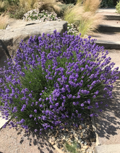 Levandule úzkolistá Munstead