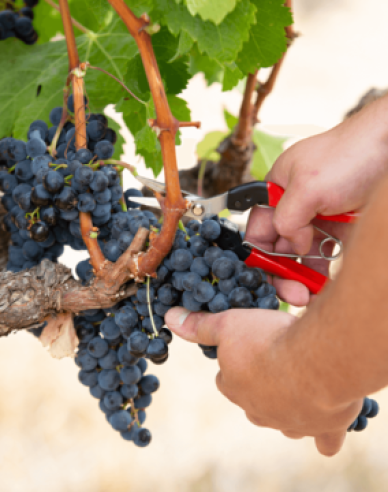 Nůžky FELCO 8 + sklízecí nůžky FELCO 321