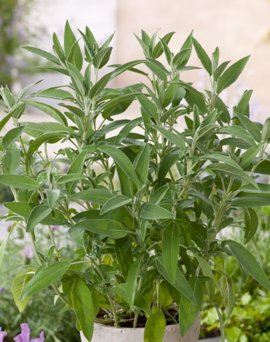 Šalvěj lékařská ´Ananasova´