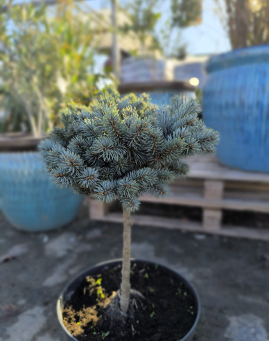 Smrk pichlavý ´Pali´ na kmínku