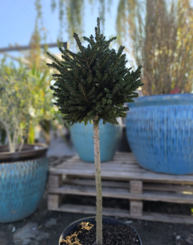 Smrk východní ´Edie Rezek´ na kmínku