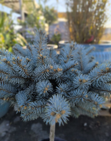 Smrk  "Glauca Globosa"