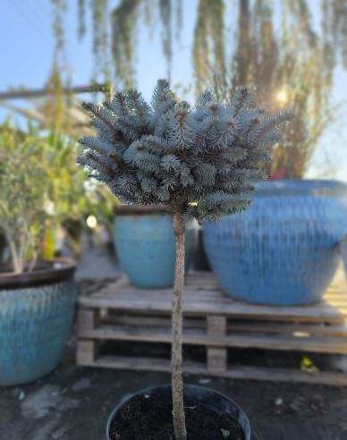 Smrk  "Glauca Globosa"